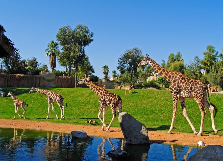 Wat te doen in Valencia: Bioparc Valencia